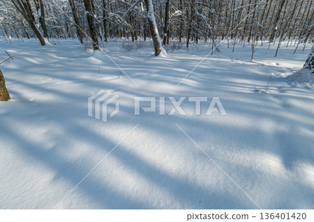 Frozen woodland shadows, Quiet icy forest at dawn, Misty morning woods with long dark shadows, Serene snowy forest landscape with elongated silhouettes at sunrise 136401420