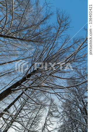 Branches contrast sky, Bright sky highlights intricate textures of leafless branches, Observation point reveals complex arrangement of forest canopy and ecological framework 136401421
