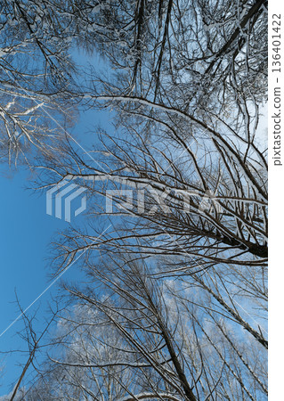 Trees reach skyward, Branching trees stretch upwards beneath peaceful blue expanse, Vegetation with outstretched branches rises peacefully into clear blue sky above them Trees reach skyward, Branching trees stretch upwards beneath peaceful blue expanse, Vegetation with outstretched branches rises peacefully into clear blue sky above them 136401422
