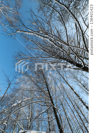 Elevated perspective of tall birch trees with icy sparkling branches, Vivid view of frosted treetops reaching towards luminous blue sky with intricate branching patterns 136401423
