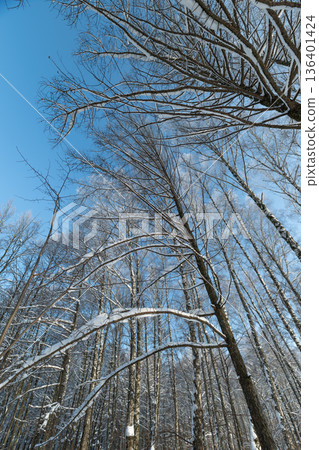 Quiet winter park with frost details, Serene frosted branches beneath calm blue sky, Vertical shot of slender trunks adorned with delicate frost in peaceful winter landscape 136401424
