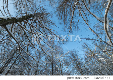 Blue sky with frosted twigs, Tranquil winter scene with icy branches and vivid sky, Serene winter park capturing detailed frosted branches beneath bright blue sky Blue sky with frosted twigs, Tranquil winter scene with icy branches and vivid sky, Serene winter park capturing detailed frosted branches beneath bright blue sky 136401445