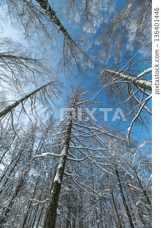 Calm frosty branches beneath sky, Serene snowy branches reach toward open sky, Tranquil winter scenery featuring frozen branches under bright blue sky and quiet reflection Calm frosty branches beneath sky, Serene snowy branches reach toward open sky, Tranquil winter scenery featuring frozen branches under bright blue sky and quiet reflection 136401446