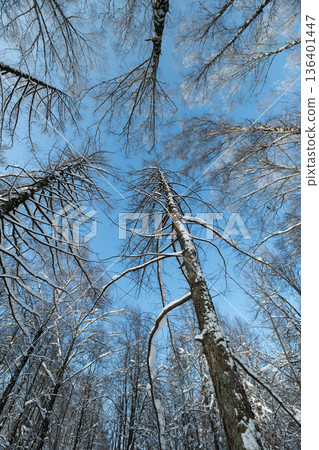 Balanced tree passage, Evenly spaced birch trunks, Repeated bark and snow pattern creates serenity, Symmetrical birch trees form tranquil winter pathway for walkers Balanced tree passage, Evenly spaced birch trunks, Repeated bark and snow pattern creates serenity, Symmetrical birch trees form tranquil winter pathway for walkers 136401447