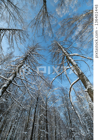 Sunlit frost and icy branches, Dazzling light reflects off wintery branches under clear sky, Winter landscape illuminated by shimmering light on frosted trees and blue skies Sunlit frost and icy branches, Dazzling light reflects off wintery branches under clear sky, Winter landscape illuminated by shimmering light on frosted trees and blue skies 136401448