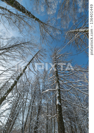 Snowy branches under clear sky, Snowcovered limbs frame luminous winter sky scene, Subtle snow clutching branches creates tranquil winter park atmosphere for photography Snowy branches under clear sky, Snowcovered limbs frame luminous winter sky scene, Subtle snow clutching branches creates tranquil winter park atmosphere for photography 136401449