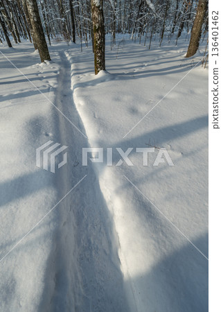 Single narrow track cutting through snow with long tree shadows, subtle footprints and powdery texture, minimalist composition evokes solitude and slow winter journey Single narrow track cutting through snow with long tree shadows, subtle footprints and powdery texture, minimalist composition evokes solitude and slow winter journey 136401462