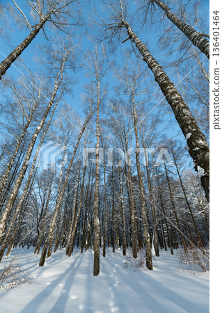 Light filters through tall trees onto icy snow trail with shadows, Sunlight casts long shadows on pristine snow beneath slender birch trees creating peaceful winter scene 136401464