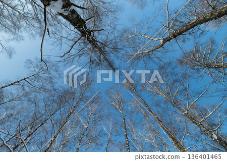 Vertical view of icy birch branches under clear blue sky, Serene winter scene showcasing snowdusted birch branches against bright blue sky in vertical orientation 136401465