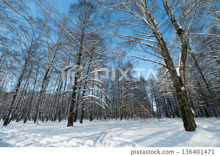 Sunlit clearing with scattered footprints in deep snow, open space dotted by birch silhouettes, warm low sun casting long soft shadows across crisp white surface Sunlit clearing with scattered footprints in deep snow, open space dotted by birch silhouettes, warm low sun casting long soft shadows across crisp white surface 136401471