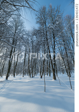 Birch trees tranquility, Minimalist scene of trees beneath cold blue sky, Serene layout of birch trunks aligned beneath chilling blue sky emphasizing peaceful solitude Birch trees tranquility, Minimalist scene of trees beneath cold blue sky, Serene layout of birch trunks aligned beneath chilling blue sky emphasizing peaceful solitude 136401472