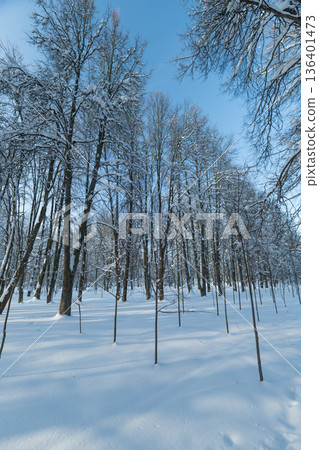 Peaceful snowy birch forest illuminated by strong winter sunlight, Serene winter landscape showcasing snowcovered birch trees with clear perspective and elongated shadows Peaceful snowy birch forest illuminated by strong winter sunlight, Serene winter landscape showcasing snowcovered birch trees with clear perspective and elongated shadows 136401473