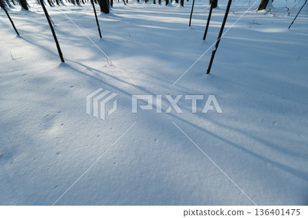 Blue shadows stretch, Silent winter grove illuminated by shimmering light and shadows, Bright winter sunlight creates striking patterns on sparkling snow with quiet elegance 136401475