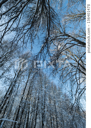 Towering birch trunks reaching toward sun, dramatic upward perspective with long vertical lines, high contrast winter light and sky gradient conveying scale, adventure and clarity Towering birch trunks reaching toward sun, dramatic upward perspective with long vertical lines, high contrast winter light and sky gradient conveying scale, adventure and clarity 136401478