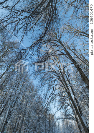 Winter woodland details, Delicate snowcoated branches of birch trees shimmering in shadows, Intricate icy accents adorn slender birch twigs amidst snowy winter woodland scenery Winter woodland details, Delicate snowcoated branches of birch trees shimmering in shadows, Intricate icy accents adorn slender birch twigs amidst snowy winter woodland scenery 136401479