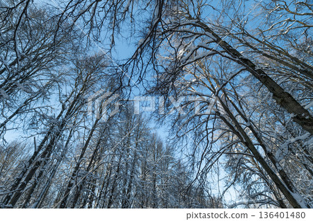 Winter forest scene, Luminous day with frostkissed branches beneath blue sky, Calm winter landscape showcasing slender snowy trees under clear blue sky with subtle shadows Winter forest scene, Luminous day with frostkissed branches beneath blue sky, Calm winter landscape showcasing slender snowy trees under clear blue sky with subtle shadows 136401480