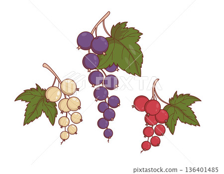 Currant Berry Set. Branches of Black, Red and White Currants. Isolated Botanical Plants. Vector Illustration 136401485