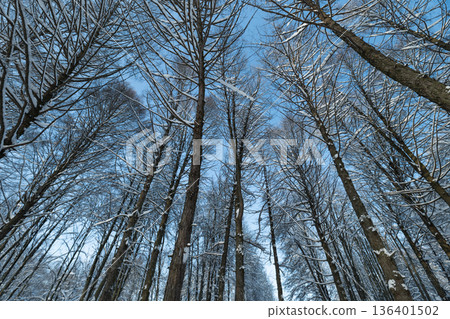 Skyward birch trees, Vertical snowy branches stretch high, Tall birch trunks ascend into open sky, Snowcovered branches and tall trees evoke vast openness and serenity Skyward birch trees, Vertical snowy branches stretch high, Tall birch trunks ascend into open sky, Snowcovered branches and tall trees evoke vast openness and serenity 136401502