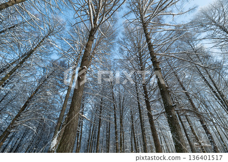 Forests with snowcovered branches, Dense woodland with textured bark and snowy branches in winter, Majestic trees in winter forests with snowlaced branches and vivid blue sky Forests with snowcovered branches, Dense woodland with textured bark and snowy branches in winter, Majestic trees in winter forests with snowlaced branches and vivid blue sky 136401517
