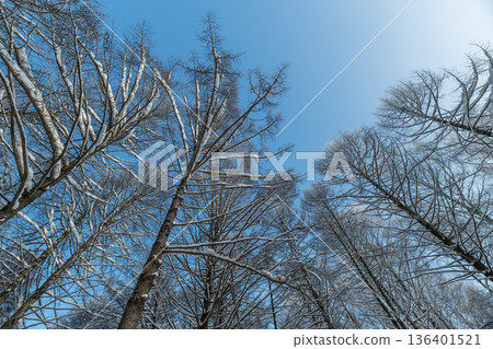 Bright winter forest scene unfolds, Sundappled trees with frosty shadows cast, Snowcovered forest with shimmering ice formations and bright sunlight illuminating scene 136401521