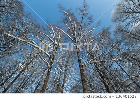 Frozen twigs show intricate frost, Snowcovered branches contrast against clear winter sky, Closeup of frosted branches highlights detailed icy formations and textures Frozen twigs show intricate frost, Snowcovered branches contrast against clear winter sky, Closeup of frosted branches highlights detailed icy formations and textures 136401522