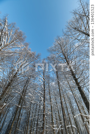 Snowcovered branches beneath clear sky, Juncture of birch trees under bright winter light, Crisp winter daylight illuminating snowladen branches and vast open sky above 136401523