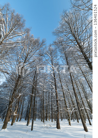 Winter forest scene, Snowy birch trees under blue sky, Serene snowcovered birches reach toward heavens, Tranquil winter landscape with white snow and slender trees Winter forest scene, Snowy birch trees under blue sky, Serene snowcovered birches reach toward heavens, Tranquil winter landscape with white snow and slender trees 136401524