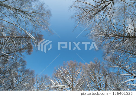 Peaceful birch tree silhouette, Tranquil scene featuring birch branches and clear blue sky, Calm and minimalistic depiction of snowdusted birch tree against unlimited sky 136401525