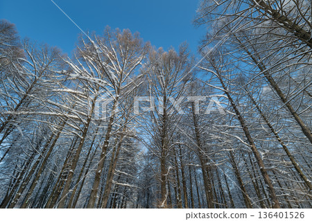Sunset snow shadows, Golden glow over icy trees, Shimmering light casts shadows on fresh snow, Evening sunlight highlights frostcovered birch trees and their elongated silhouettes Sunset snow shadows, Golden glow over icy trees, Shimmering light casts shadows on fresh snow, Evening sunlight highlights frostcovered birch trees and their elongated silhouettes 136401526