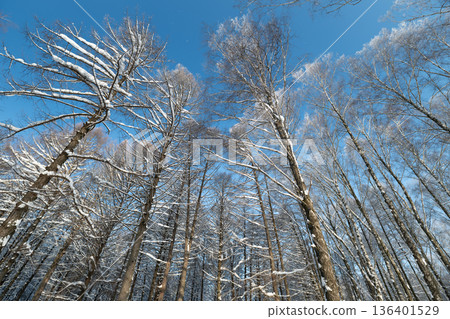 Birch trees stretch upward into winter sky, Frosty birch grove reaches toward bright winter sky, Lush snowladen birch trees ascend gracefully to crisp winter heavens Birch trees stretch upward into winter sky, Frosty birch grove reaches toward bright winter sky, Lush snowladen birch trees ascend gracefully to crisp winter heavens 136401529