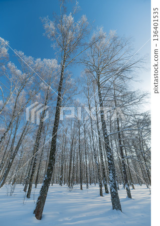 Slim birch trees touch sky, Branches glitter in vibrant winter sunlight, Towering birch trees extend upward with shimmering frosted branches against luminous blue sky Slim birch trees touch sky, Branches glitter in vibrant winter sunlight, Towering birch trees extend upward with shimmering frosted branches against luminous blue sky 136401535