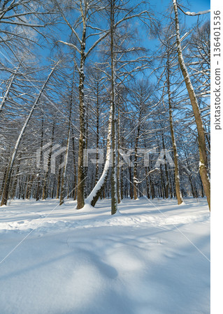 Scenic snow pathway beneath birches, Serene winter walk through snowy forest trail, Calm winter journey along snowlined trail amid shining birch trees and clear skies 136401536