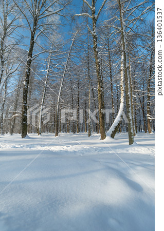 Winter serene landscape, Silent snowladen trees under clear winter sky with shadows, Peaceful winter forest scene featuring frosty branches and gentle shadowed snow 136401537
