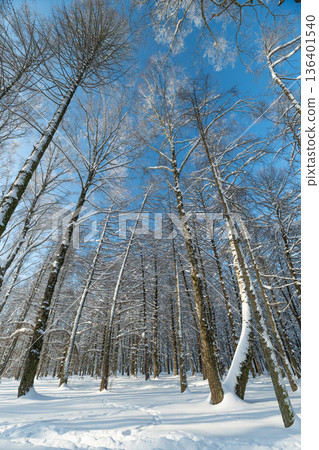 Sunlit birch avenue with deep snow invites winter hiking and forest therapy, rhythmic rows of trunks, warm sunlight contrasting cool air and soft elongated shadows Sunlit birch avenue with deep snow invites winter hiking and forest therapy, rhythmic rows of trunks, warm sunlight contrasting cool air and soft elongated shadows 136401540