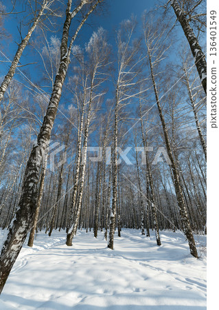 Close birch trunks framing snowy ground, detailed bark texture and bare branches reaching skyward, soft shadow patterns, quiet winter stillness for reflective or wellness concepts Close birch trunks framing snowy ground, detailed bark texture and bare branches reaching skyward, soft shadow patterns, quiet winter stillness for reflective or wellness concepts 136401549
