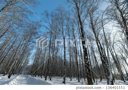 Serene winter landscape, Tranquil snowcovered hillside scene, Peaceful snowy slope with tall slender trees, Calm winter setting with soft light and gentle shadows 136401551