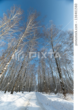 Tall trees snow, Birch trunks against blue sky, Snowdusted branches and striking bark contrast, Minimalist winter scene with vertical trees and bright snow accents 136401560