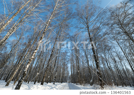 Journey along snowy birch lined trail, Walking through snowcovered pathway beneath bright blue sky, Exploring forest trail with slender birch trees and fresh footprints 136401563