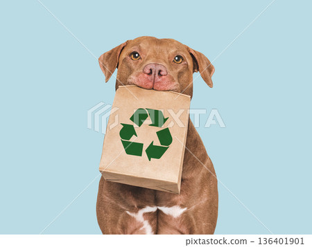 Charming brown American Pit bull holds kraft paper bag Charming brown American Pit bull holds kraft paper bag 136401901