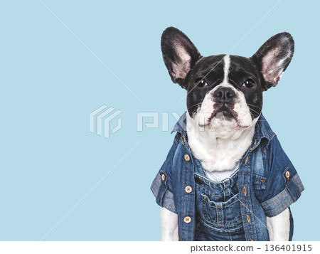 Cute puppy, denim shirt and overalls. Dog smile Cute puppy, denim shirt and overalls. Dog smile 136401915