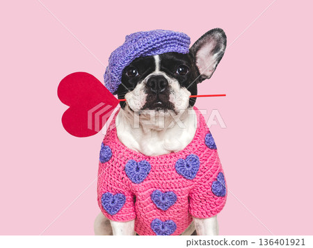 Cute puppy and red heart. Studio shot 136401921