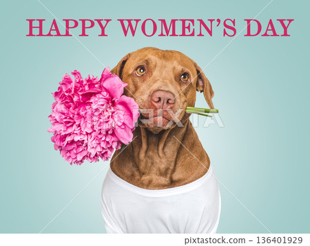 Happy Women's Day. Cute dog and congratulatory inscription Happy Women's Day. Cute dog and congratulatory inscription 136401929