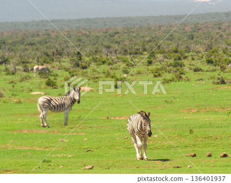 Zebras grazing in the wild grassland. South African Zebras grazing in the wild grassland. South African 136401937