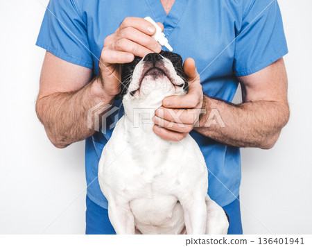 Veterinarian examining a French Bulldog in veterinary clinic 136401941