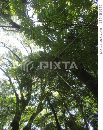 Natural forest grove Natural forest grove 136401972
