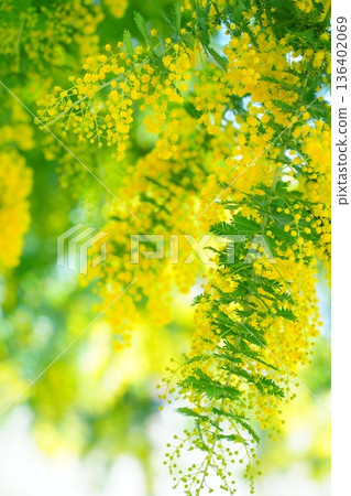 含羞草芽 136402069