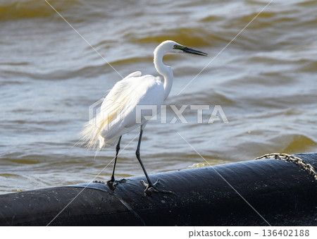 Great egret standing by the water Great egret standing by the water 136402188