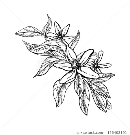Blooming citrus flowers on branch with leaves monochrome vector isolated illustration. Etching drawing of lemon, mandarin orange blossoms line art for organic cosmetics, herbal tea label 136402191