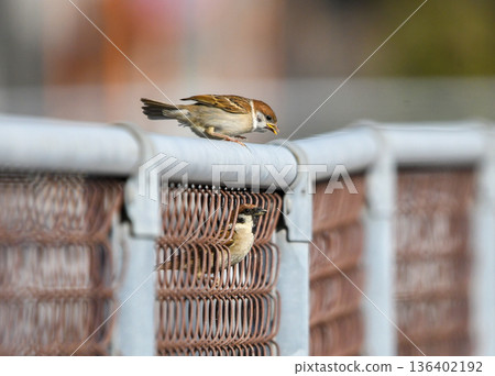 一隻麻雀父母帶著幼鳥棲息在籬笆上。 136402192