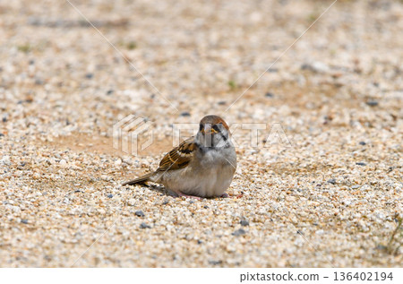 一隻小麻雀蹲在沙子裡 136402194